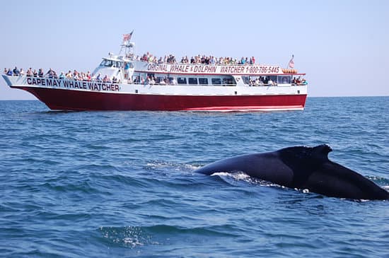 A whale surfaces near a boat filled with spectators on a whale-watching tour.